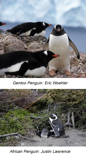 penguins