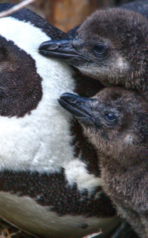 sanccob-save-african-penguin-1 sanccob-save-african-penguin-1