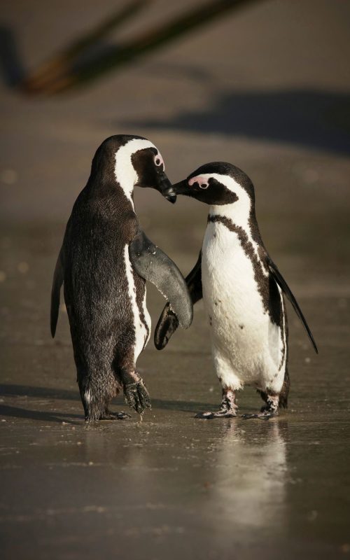 sanccob_penguin_kisses-dan-callister sanccob_penguin_kisses-dan-callister