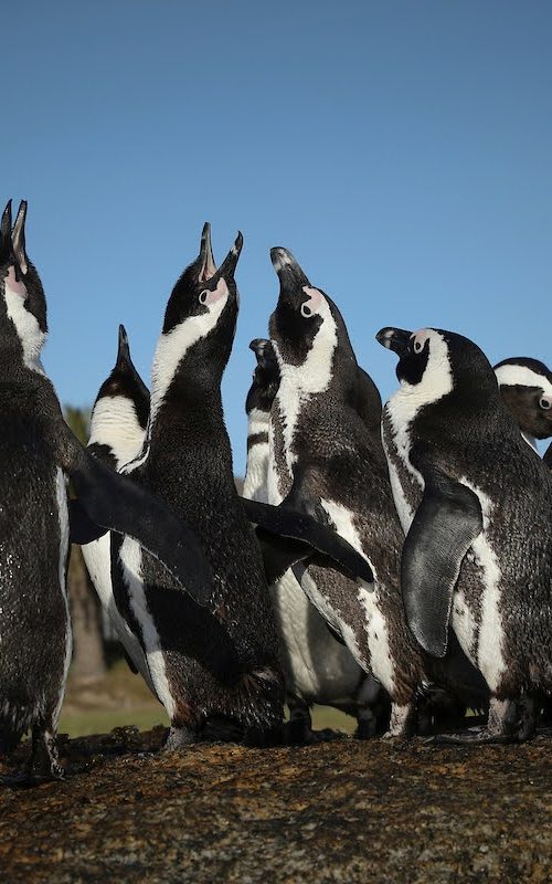 Plight of the endangerd African penguin Photograph by © Dan Callister www.dancallister.com
SANCCOB is a registered non-profit organisation (NPO 003-134) whose primary objective is to reverse the decline of seabird populations through the rescue, rehabilitation and release of ill, injured, abandoned and oiled seabirds – especially endangered species like the African penguin.
The organisation works closely with colony managers to identify birds in need of care in the wild and bring them to one of our two centres in South Africa: Cape Town (Western Cape) and Gqeberha.
Tel: +1 917 589 4976
E-mail: dan@dancallister.com
Web: www.dancallister.com
Photograph by © DAN CALLISTER www.dancallister.com